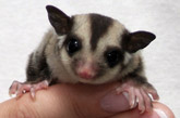 Sugar Glider