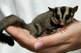 Sugar Glider