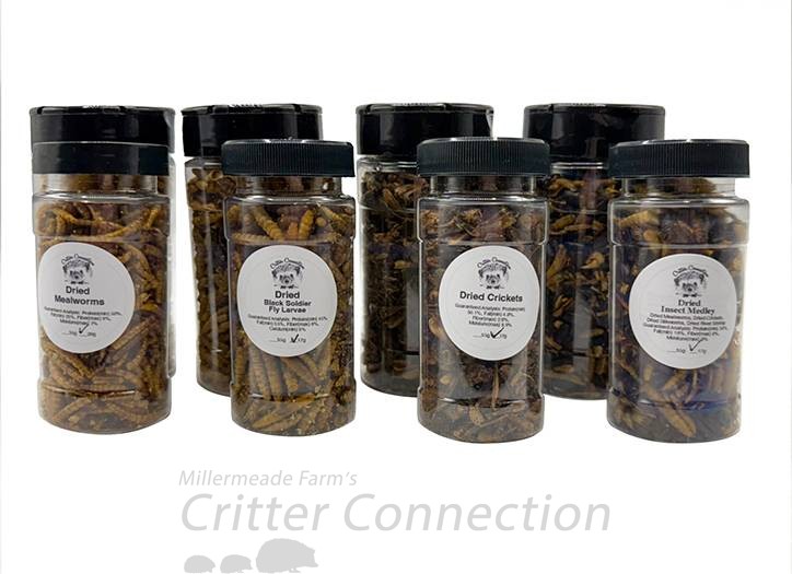 Freeze Dried Insects