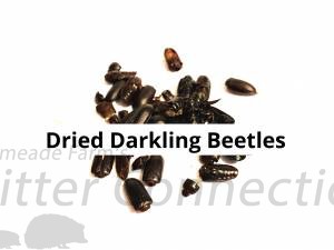Dried Darkling Beetles