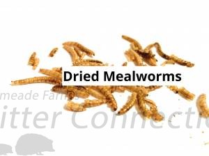 Dried Mealworms