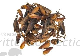 Dried Crickets