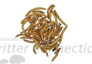 Dried Mealworms