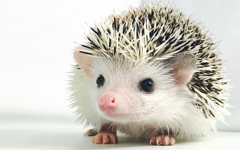 Baby Hedgehog 1