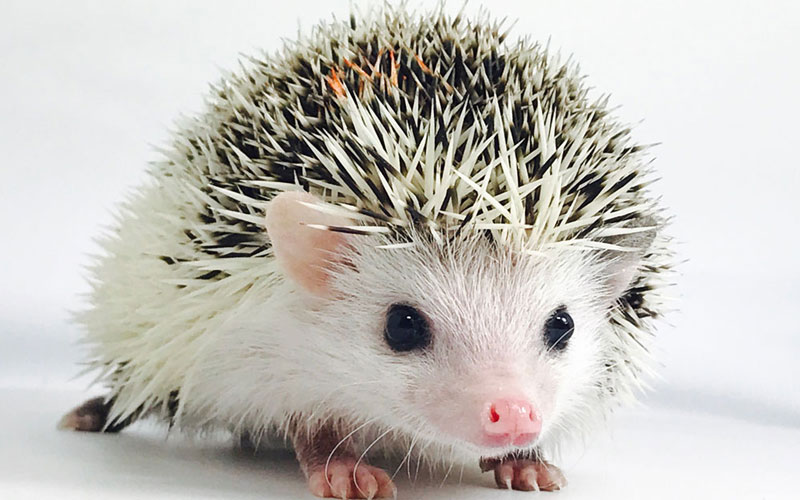Baby Hedgehog 2