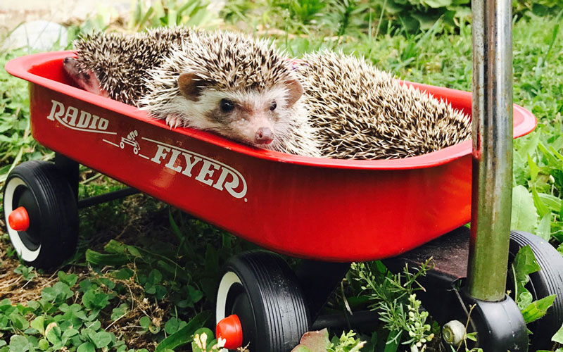 Baby Hedgehog 3