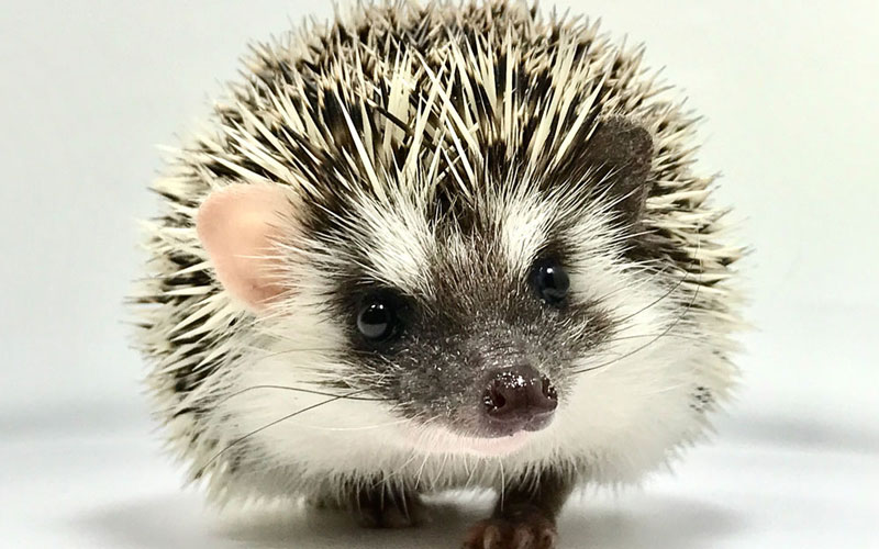 Baby Hedgehog 5