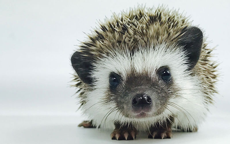 Baby Hedgehog 6