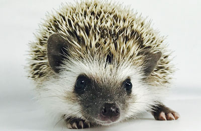 Hedgehog