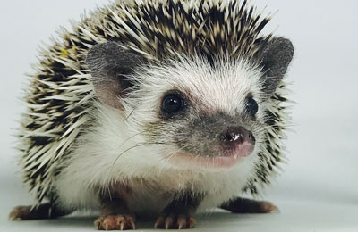 Hedgehogs For Sale Millermeade Farm s Critter Connection Hedgehogs Pet Hedgehogs Hedgehog Care Housing Hedgehog Caging Supplies Home Page