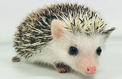 Hedgehog