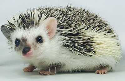 Hedgehog