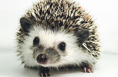 Hedgehog