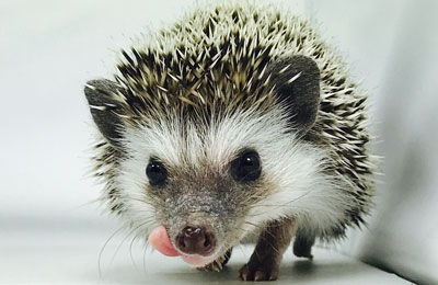 Hedgehog