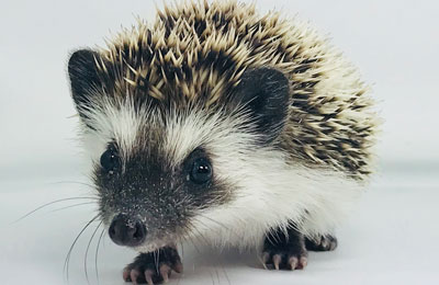 Hedgehog